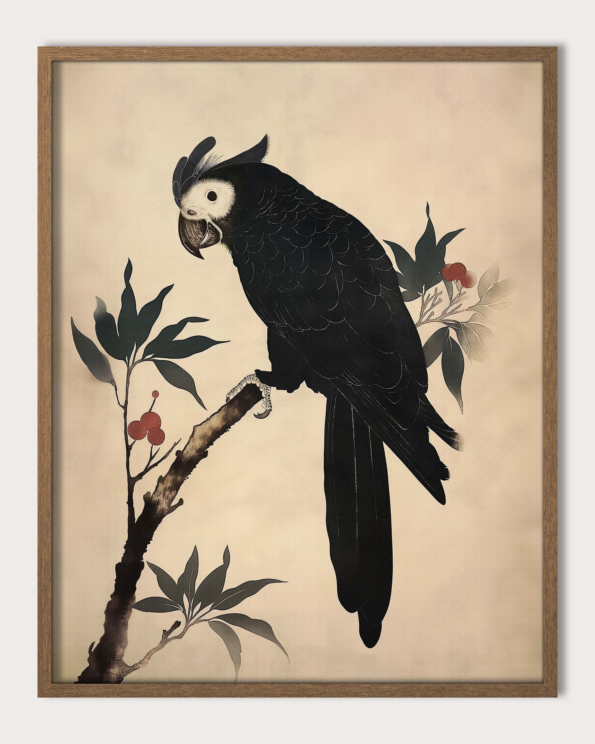 BLACK PARROT