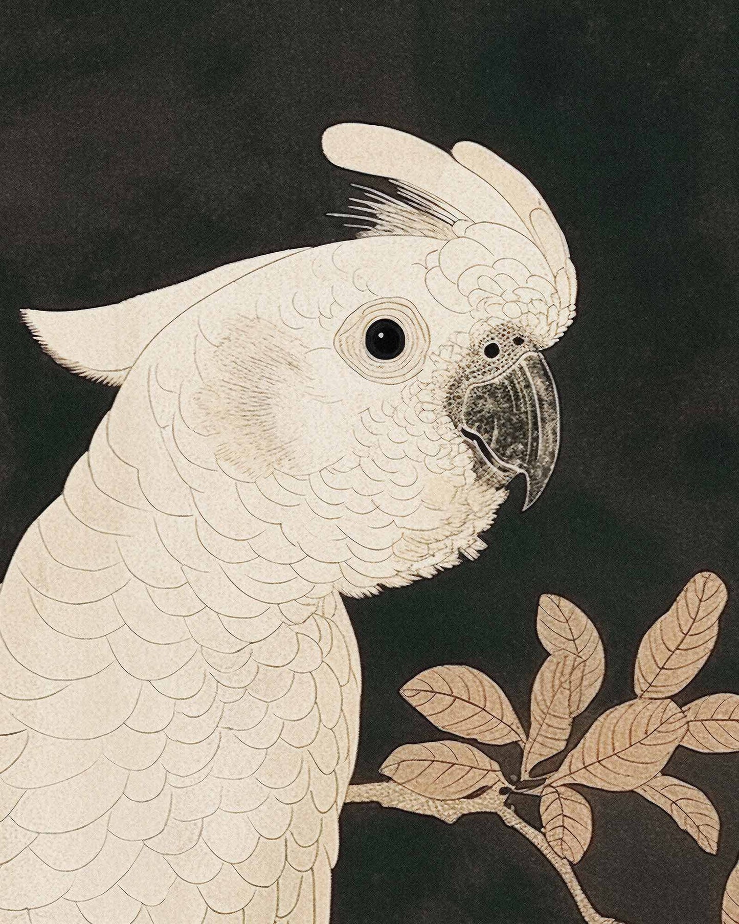 WHITE PARROT